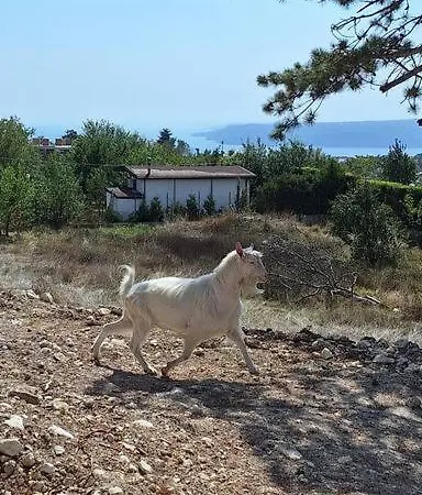 Cozy With Forest View & Bath - 10min Drive To Black Sea *